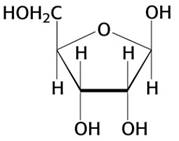 Ribosa (un azúcar)