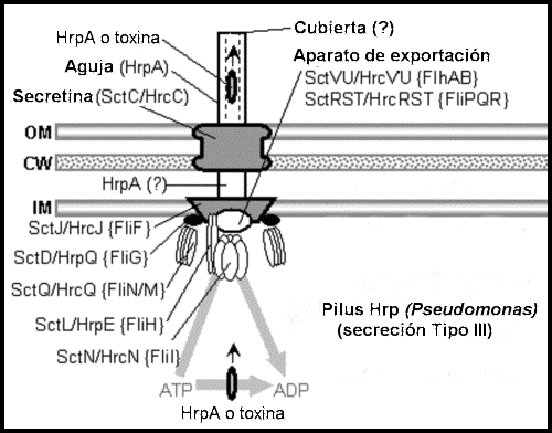 Sistema homólogo al flagelar