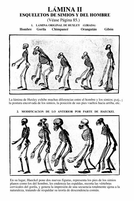 Ilustración falsificada de Haeckel de los esqueletos simios y humano