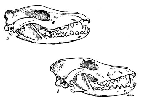 Lobos, marsupial y placentario