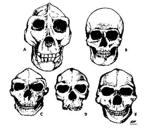 (A)
                      Gorilla, amb una marcada cresta i un ampli arc
                      zigomtic. (B) L'home modern, amb una elevada
                      volta i la dimensi ms gran en les temples. (C)
                      Pithecanthropus. (D) Home de Rhodsia. (E)
                      Sinanthropus.