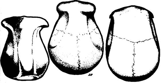 Cráneo de gorila hembra (izquierda),
                    Pithecanthropus (centro), y un papú nativo moderno
                    (derecha), vistos desde arriba.