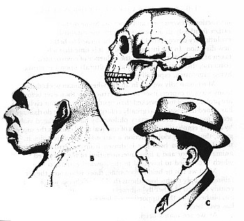 Crani
                      de Neandertal (A) de la Chapelle-aux-Saints
                      reconstrut (B) per al Museu Field d'Histria
                      Natural, a Chicago, i (C) per J. H. McGregor