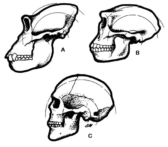 Cranis de gorila, Pithecanthropus i home
                      modern