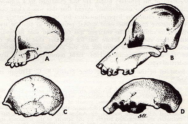 Comparació de cranis juvenils i adults
                          (arrodoniment)