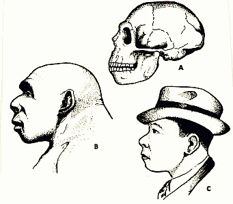 Reconstrucci Neanderthal