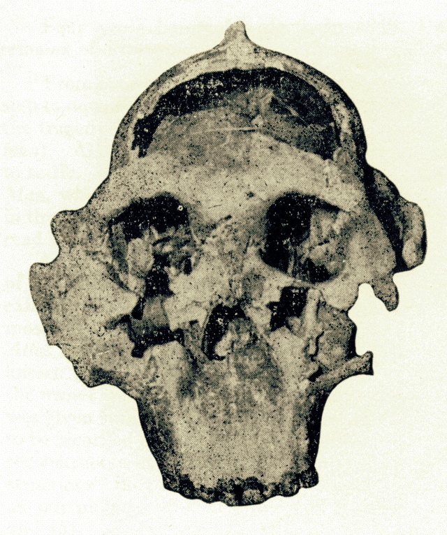 Zinjanthropus remains