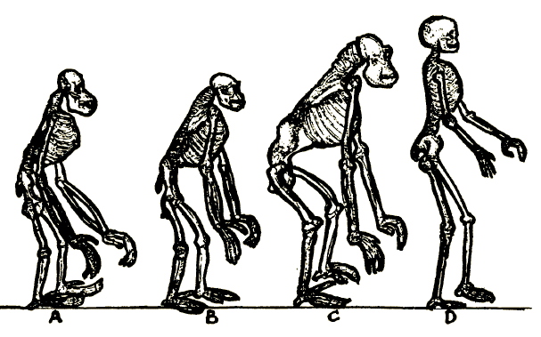 La falsa srie evolutiva de T. H. Huxley