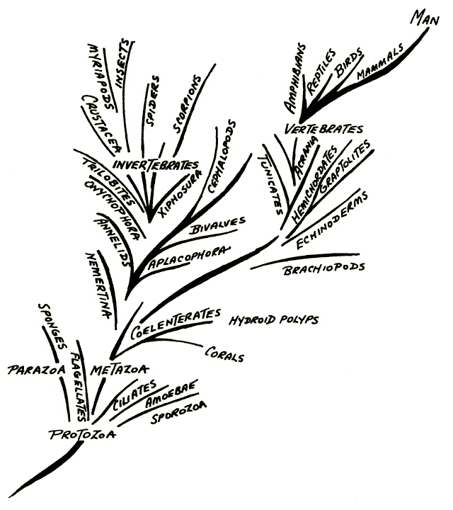 Arbre filogentic manipulat