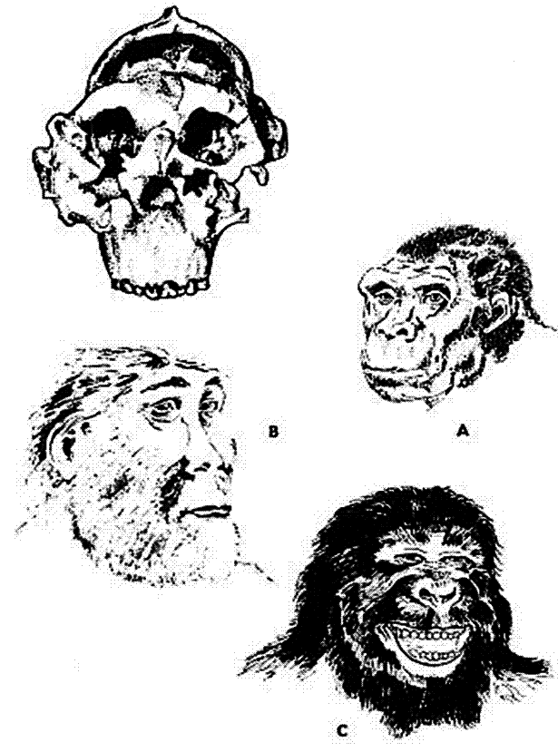 Cráneo y reconstrucciones del
                    Zinjanthropus