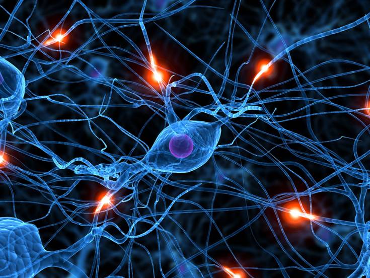 El cerebro humano, la estructura más maravillosa del universo creado ...