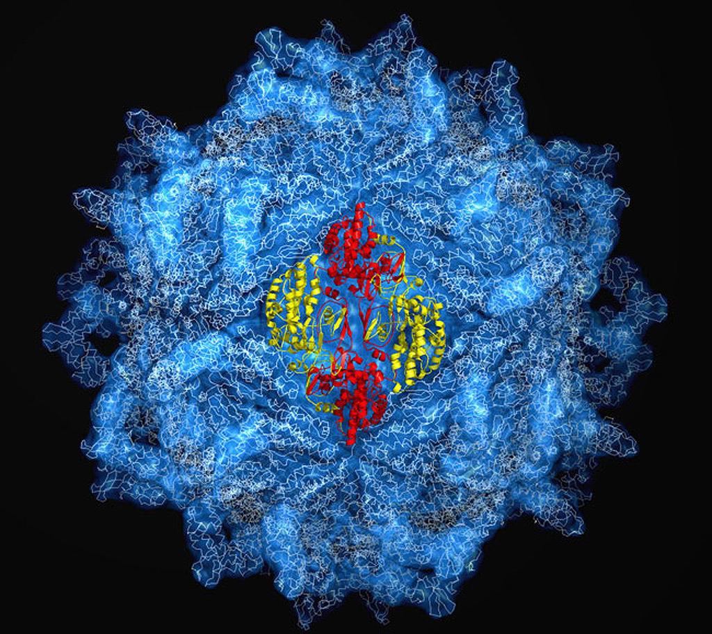 Biología molecular