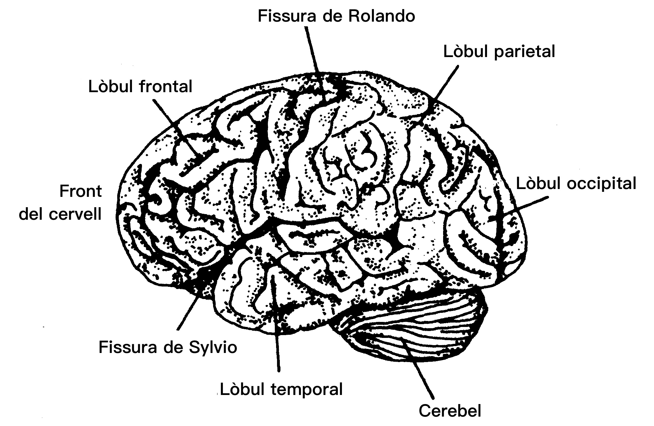 Lbul temporal i resta del cervell