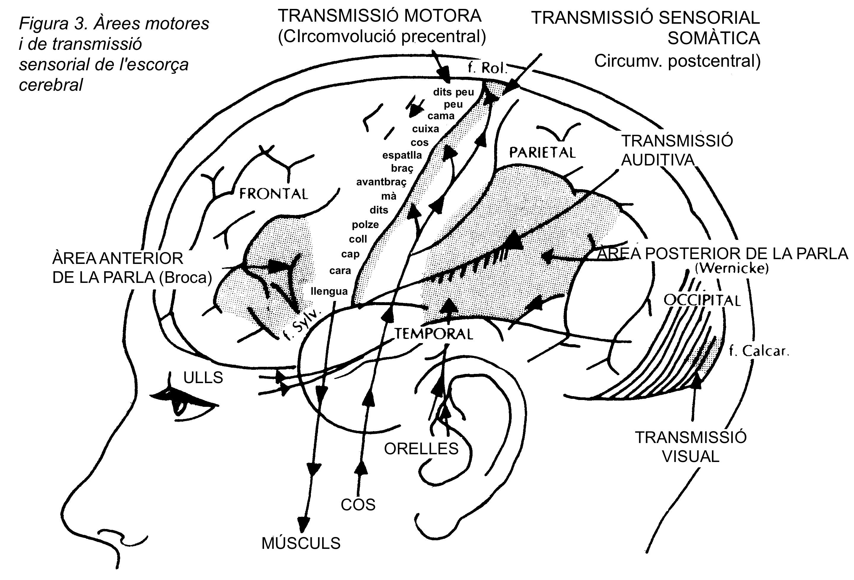 rees de transmissi motores i sensorials
                          de l'escora cerebral