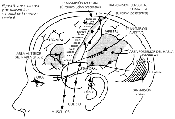 Fig. 3 Áreas de transmisión motoras y sensoriales de la corteza cerebral