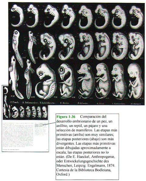 Ilustración falseada de Haeckel sobre los embriones y evolución
