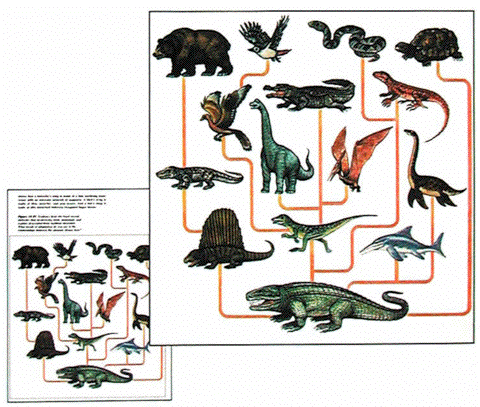 Árbol de la evolución en contradicción con los datos paleontológicos y bioquímicos