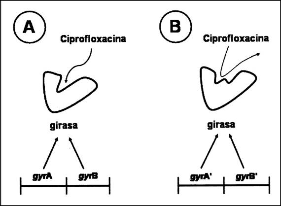 Figura 1 - Mecanismo de resistencia a la ciprofloxacina