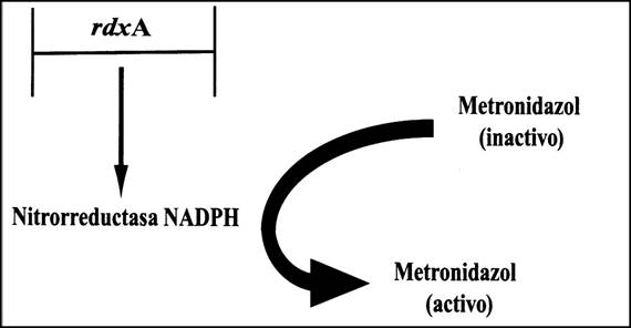 Figura 2. Activación del matronidazol