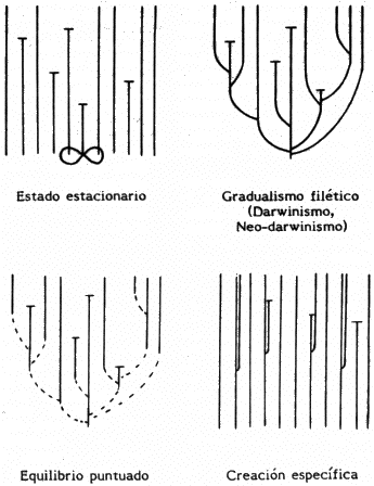 Contraste entre diversos modelos taxonómicos