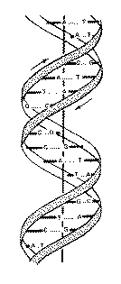 Molècula d'ADN
