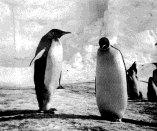 Pingüins