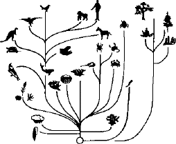 Arbre evolució