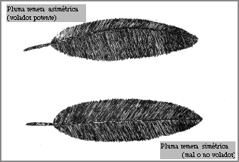 Pluma remera asimétrica (volador potente) - Pluma remera simétrica (mal o no volador)